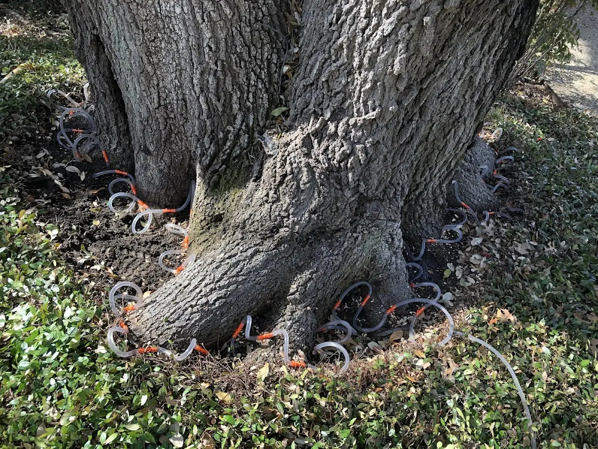 Detailed Tree Cabling and Bracing job site in Copan